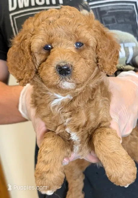 Petite mini Vikrum – Miniature Goldendoodle puppy for sale in Menomonee Falls, WI