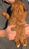 Mini Marcus, a male Miniature Goldendoodle for sale in Menomonee Falls, WI – 3 of 3