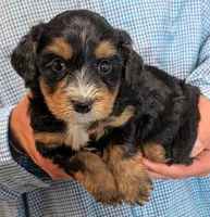 Mini Zayne, a male Miniature Goldendoodle for sale in Menomonee Falls, WI – 2 of 3