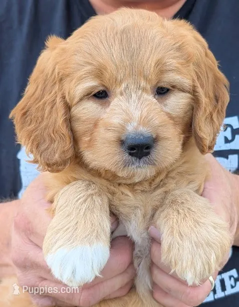 Mini Mercy – Miniature Goldendoodle puppy for sale in Menomonee Falls, WI