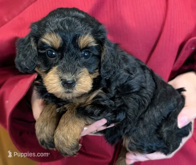Teacup mini Sophia – Miniature Goldendoodle puppy for sale in Menomonee Falls, WI