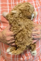 Petite mini Rylee, a female Miniature Goldendoodle for sale in Menomonee Falls, WI – 3 of 3