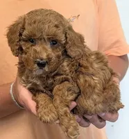 Petite mini Toral, a female Miniature Goldendoodle for sale in Menomonee Falls, WI – 2 of 3