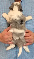 Mini Lorenzo , a male Miniature Bernedoodle for sale in Menomonee Falls, WI – 3 of 3