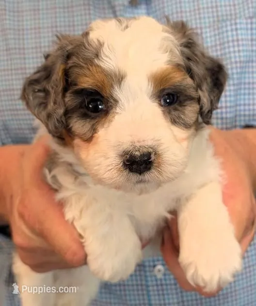 Mini Lorenzo  – Miniature Bernedoodle puppy for sale in Menomonee Falls, WI