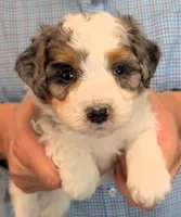 Mini Lorenzo , a male Miniature Bernedoodle for sale in Menomonee Falls, WI – 1 of 3