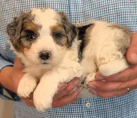 Mini Lorenzo , a male Miniature Bernedoodle for sale in Menomonee Falls, WI – 2 of 3