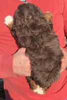Mini Melody , a female Miniature Bernedoodle for sale in Menomonee Falls, WI – 3 of 3