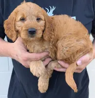 Mini Malarkey , a male Miniature Goldendoodle for sale in Menomonee Falls, WI – 2 of 3