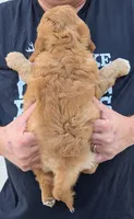 Mini Mercy, a female Miniature Goldendoodle for sale in Menomonee Falls, WI – 3 of 3