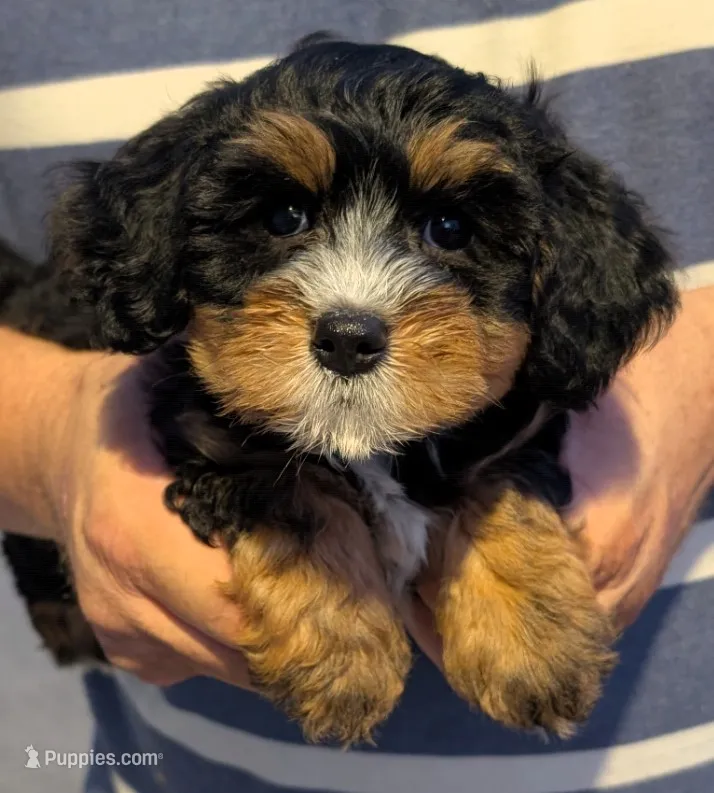 Mini Zayne – Miniature Goldendoodle puppy for sale in Menomonee Falls, WI