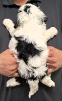Petite mini Ivannn, a male Miniature Bernedoodle for sale in Menomonee Falls, WI – Photo 3 of 3