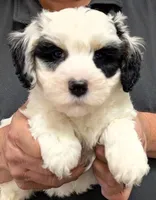 Petite mini Ivannn, a male Miniature Bernedoodle for sale in Menomonee Falls, WI – Photo 2 of 3