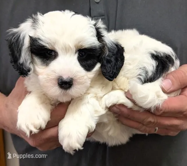 Petite mini Ivannn – Miniature Bernedoodle puppy for sale in Menomonee Falls, WI