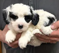 Petite mini Ivannn, a male Miniature Bernedoodle for sale in Menomonee Falls, WI – Photo 1 of 3