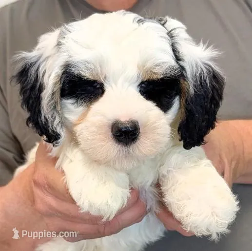 Petite mini Ivannn – Miniature Bernedoodle puppy for sale in Menomonee Falls, WI
