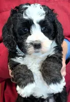 Mini Karina, a female Miniature Bernedoodle for sale in Menomonee Falls, WI – 2 of 3