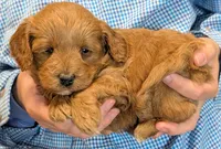 Teacup mini Valentino, a male Miniature Goldendoodle for sale in Menomonee Falls, WI – 2 of 3