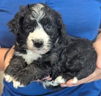 Petite mini Graham , a male Miniature Bernedoodle for sale in Menomonee Falls, WI – 2 of 3