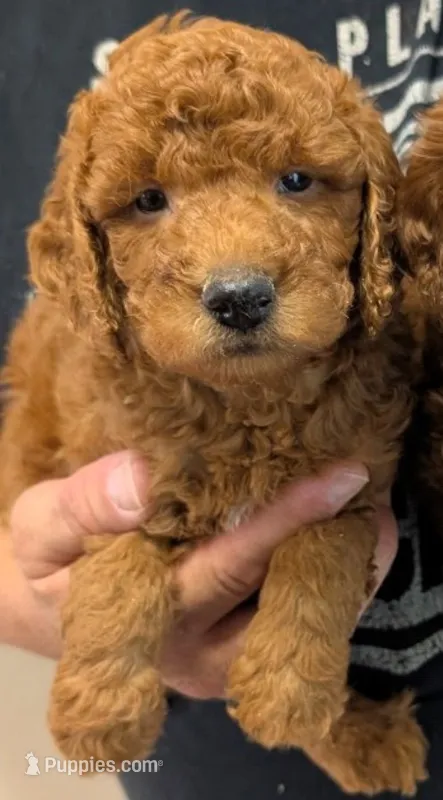 Mini Bowie – Miniature Goldendoodle puppy for sale in Menomonee Falls, WI