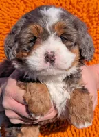 Mini Galileah, a female Miniature Bernedoodle for sale in Menomonee Falls, WI – Photo 1 of 3