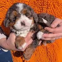 Mini Galileah, a female Miniature Bernedoodle for sale in Menomonee Falls, WI – Photo 2 of 3