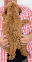Mini Catalina, a female Miniature Goldendoodle for sale in Menomonee Falls, WI – 3 of 3