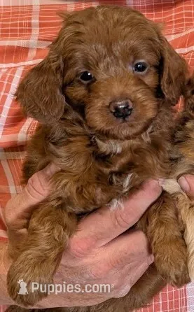 Petite Suki – Miniature Goldendoodle puppy for sale in Menomonee Falls, WI