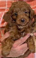 Petite Suki, a female Miniature Goldendoodle for sale in Menomonee Falls, WI – 1 of 1