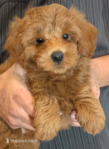 Petite mini Sullivan – Miniature Goldendoodle puppy for sale in Menomonee Falls, WI