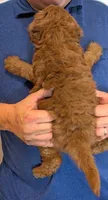 Mini Bryson, a male Miniature Goldendoodle for sale in Menomonee Falls, WI – 3 of 3