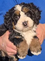 Mini Marty, a male Miniature Bernedoodle for sale in Menomonee Falls, WI – 2 of 3
