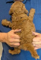 Mini Brewster, a male Miniature Goldendoodle for sale in Menomonee Falls, WI – 3 of 3