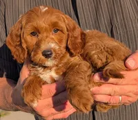 Mini Marcus, a male Miniature Goldendoodle for sale in Menomonee Falls, WI – 2 of 3