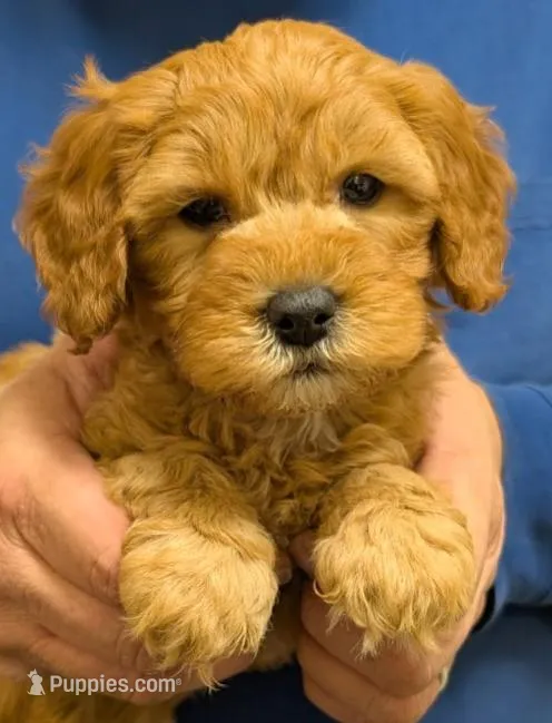 Petite mini Robbie – Miniature Goldendoodle puppy for sale in Menomonee Falls, WI