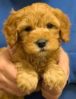 Petite mini Robbie, a male Miniature Goldendoodle for sale in Menomonee Falls, WI – Photo 1 of 3