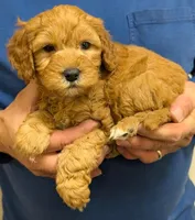 Petite mini Robbie, a male Miniature Goldendoodle for sale in Menomonee Falls, WI – Photo 2 of 3