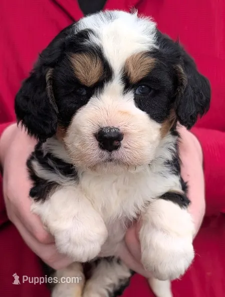 Mini Maxine, a female Miniature Bernedoodle for sale in Menomonee Falls, WI – 1 of 3