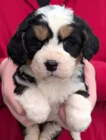 Mini Maxine, a female Miniature Bernedoodle for sale in Menomonee Falls, WI – 1 of 3