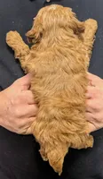 Petite Tobias, a male Miniature Goldendoodle for sale in Menomonee Falls, WI – Photo 3 of 3
