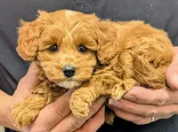 Petite Tobias, a male Miniature Goldendoodle for sale in Menomonee Falls, WI – Photo 2 of 3