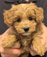 Petite Tobias, a male Miniature Goldendoodle for sale in Menomonee Falls, WI – Photo 1 of 3
