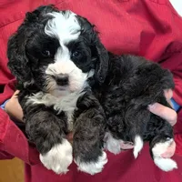 Mini Karina, a female Miniature Bernedoodle for sale in Menomonee Falls, WI – 1 of 3