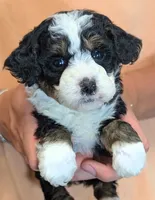 Mini Zaylee, a female Miniature Goldendoodle for sale in Menomonee Falls, WI – 1 of 3