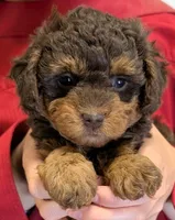 Teacup mini Sierra, a female Miniature Goldendoodle for sale in Menomonee Falls, WI – 2 of 3