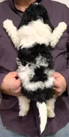 Petite mini Willa, a female Miniature Bernedoodle for sale in Menomonee Falls, WI – Photo 3 of 3