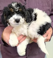 Petite mini Willa, a female Miniature Bernedoodle for sale in Menomonee Falls, WI – Photo 2 of 3