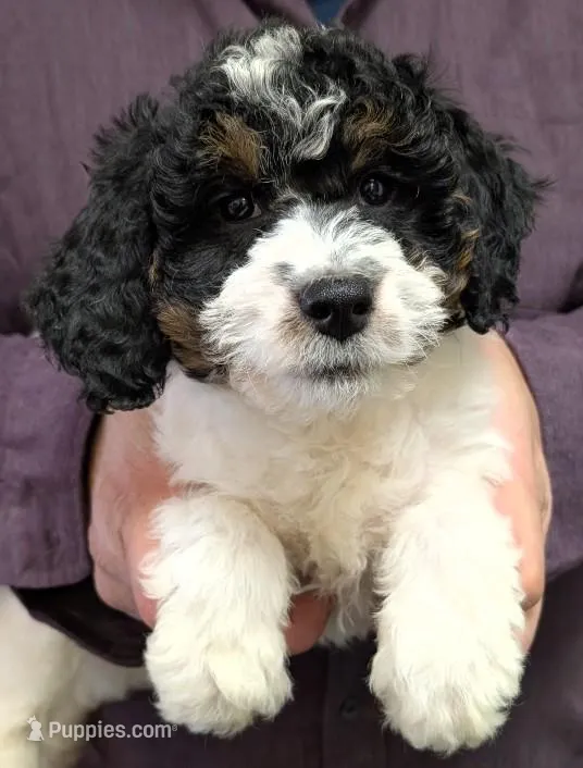 Petite mini Willa – Miniature Bernedoodle puppy for sale in Menomonee Falls, WI