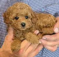 Teacup Ezekiel, a male Miniature Goldendoodle for sale in Menomonee Falls, WI – 2 of 3