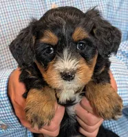 Mini Zayne, a male Miniature Goldendoodle for sale in Menomonee Falls, WI – 1 of 3